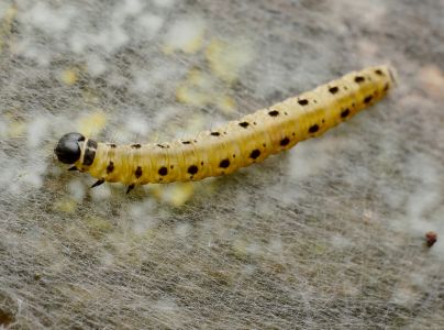 Priadzovec čremchov&yacute;