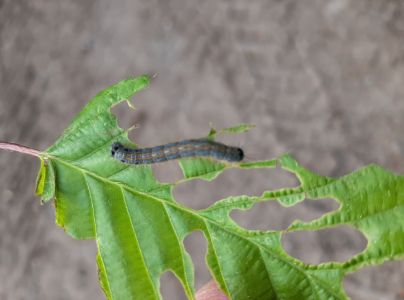 Priadkovec obr&uacute;čkav&yacute;