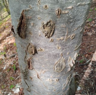 A - nejednoznačne určen&yacute;, nie sme si ist&iacute;