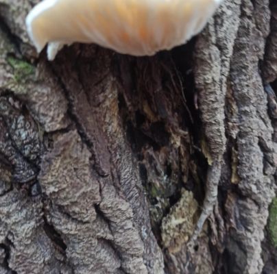 A - nie je v datab&aacute;ze