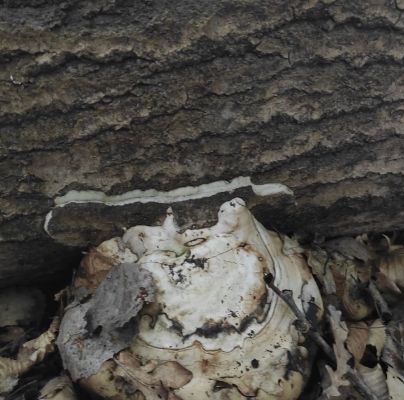 Fomes fomentarius 