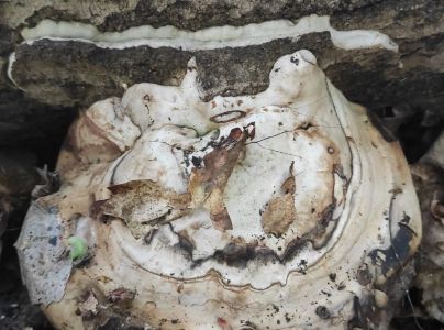 Pr&aacute;chnovec kopytovit&yacute;