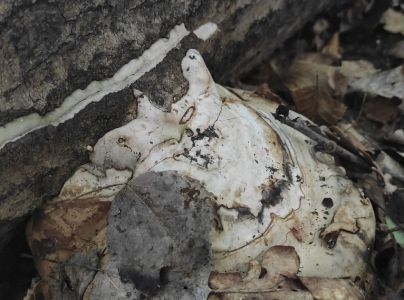 Pr&aacute;chnovec kopytovit&yacute;