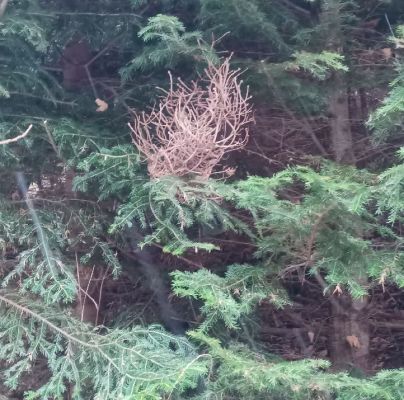 Melampsorella caryophyllacearum