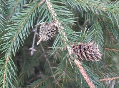 K&ocirc;rovnica zelen&aacute;