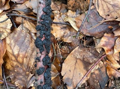 Tmavor&ocirc;solovec mozgovit&yacute;