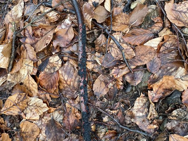 Witches&rsquo;s butter