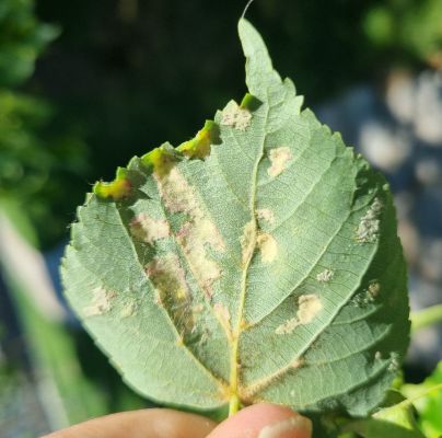 Eriophyes leiosoma = exilis