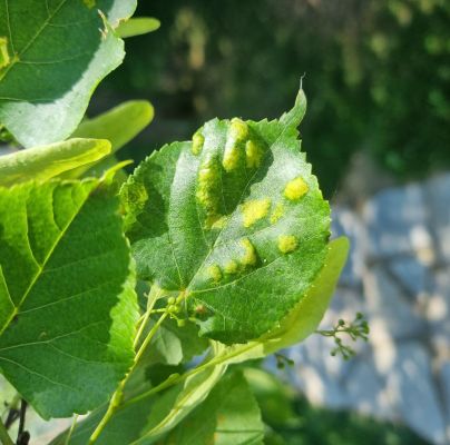 Eriophyes leiosoma = exilis