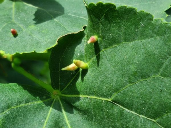 Gall mite Eriophyes tiliae
