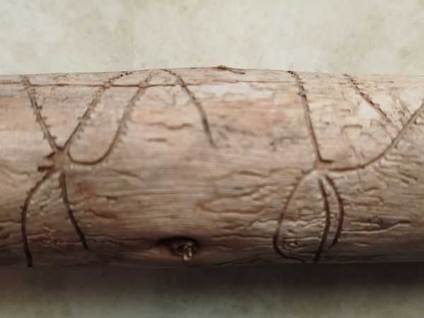 Two-toothed pine beetle