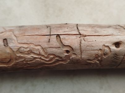 Lykožr&uacute;t dvojzub&yacute;