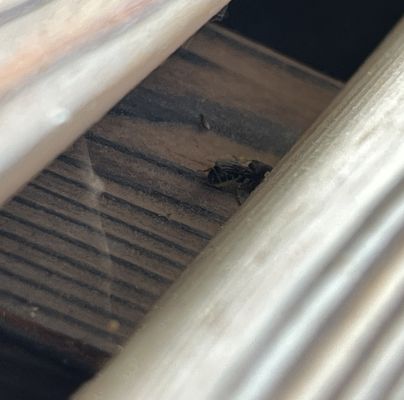 A - nejednoznačne určen&yacute;, nie sme si ist&iacute;