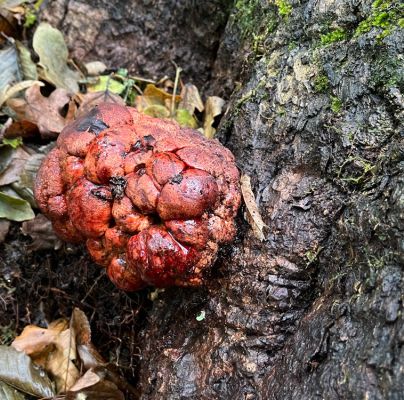 A - nejednoznačne určen&yacute;, nie sme si ist&iacute;