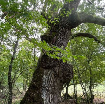 A - nejednoznačne určen&yacute;, nie sme si ist&iacute;