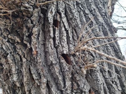 Fuz&aacute;č veľk&yacute;