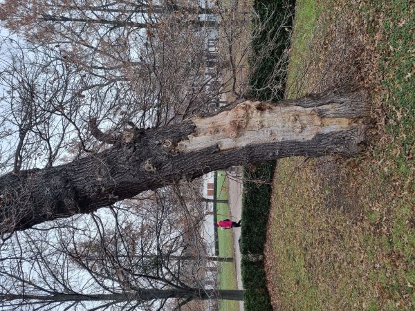 Great capricorn beetle