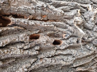 Fuz&aacute;č veľk&yacute;