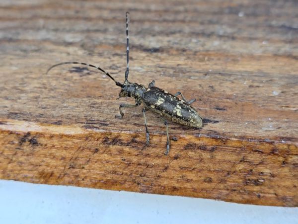 Long-horned beetle