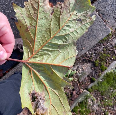 A - nie je v datab&aacute;ze