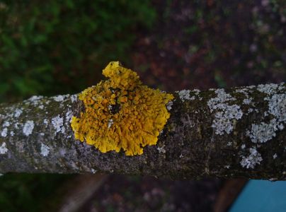 Diskovn&iacute;k m&uacute;rov&yacute;