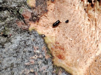 Lykožr&uacute;t bukov&yacute;