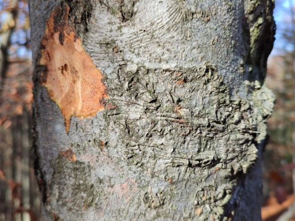 Beech bark beetle