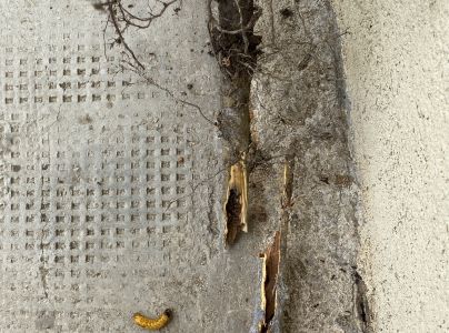 Drevotoč hru&scaron;kov&yacute;