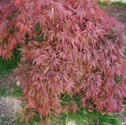 A - nejednoznačne určen&yacute;, nie sme si ist&iacute;