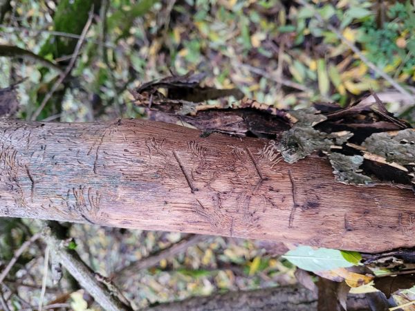 Ash bark beetle