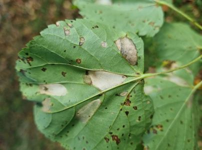 Plosk&aacute;čik lipov&yacute;