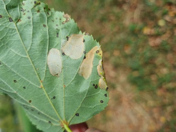Lime leaf miner