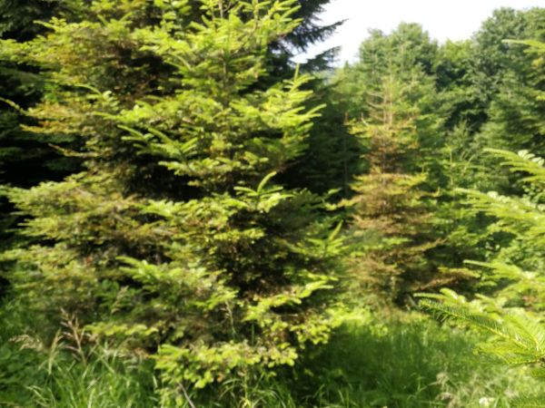 Silver fir woolly aphid 