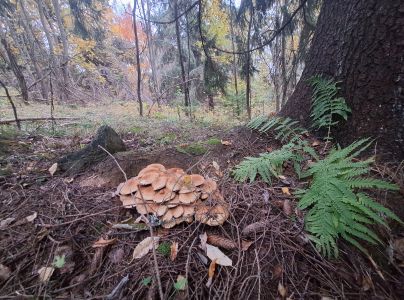 &Scaron;upinovka &scaron;upinat&aacute;