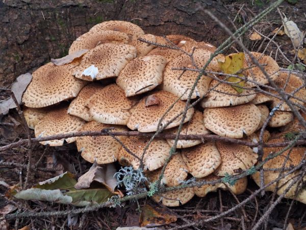 Shaggy pholiota