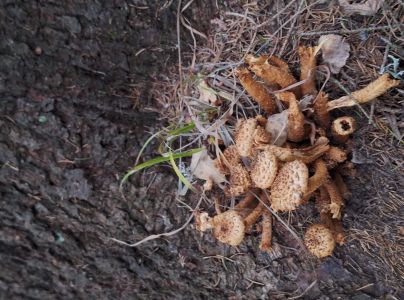 &Scaron;upinovka &scaron;upinat&aacute;