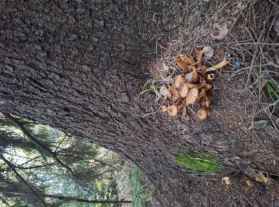 &Scaron;upinovka &scaron;upinat&aacute;