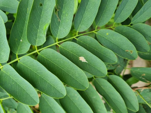 Locust digitate leaf miner