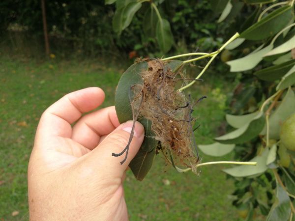 Social pear web-spinner