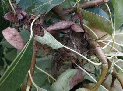 Ploskanka hru&scaron;kov&aacute;