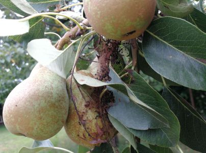 Ploskanka hru&scaron;kov&aacute;