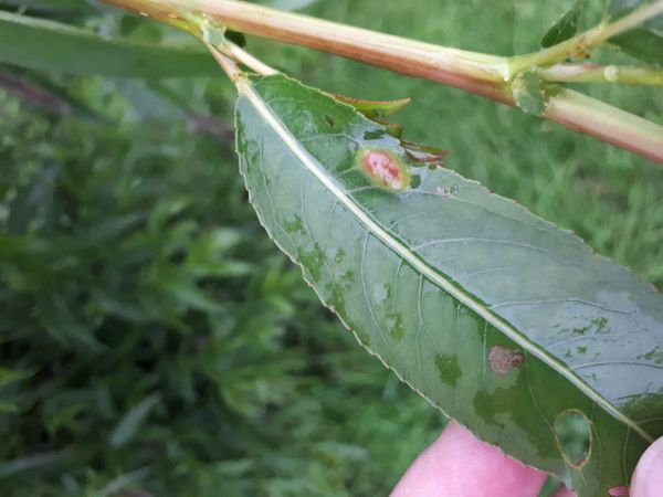 Sawfly Pontania proxima