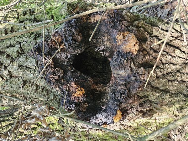 Inonotus canker Inonotus nidus-pici