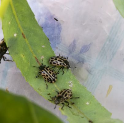 Chrysomela vigintipunctata