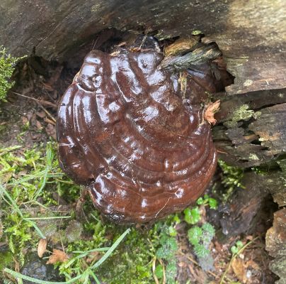 Ganoderma carnosum