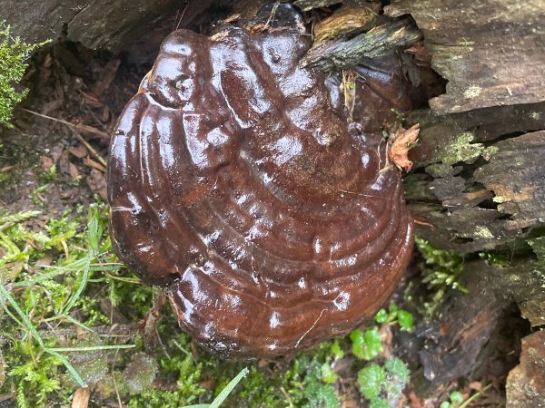 Ganoderma carnosum 