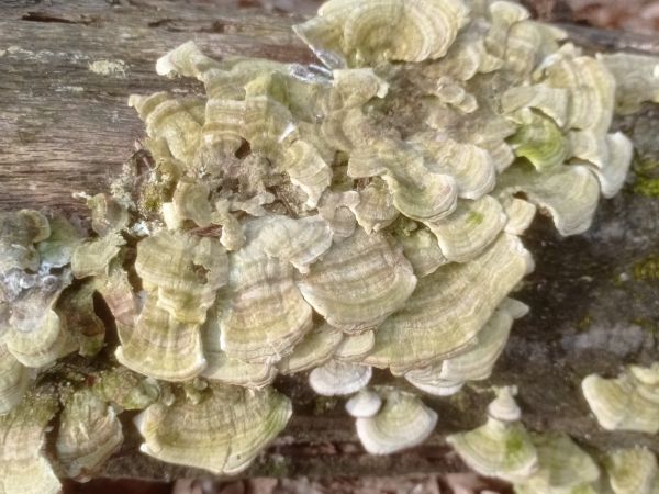 Trametes wood decay