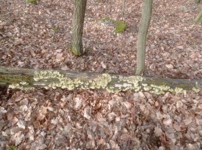 Tr&uacute;dnikovec chlpat&yacute;