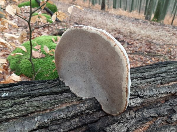 Tinder fungus