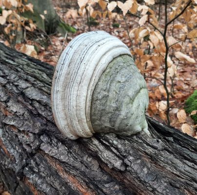 Fomes fomentarius 
